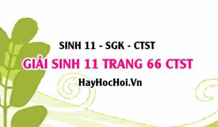 Giải Sinh 11 trang 66 Chân trời sáng tạo SGK